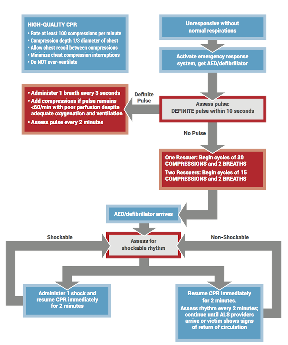 Pediatric Basic Life Support Bls Infographic And Video 9906