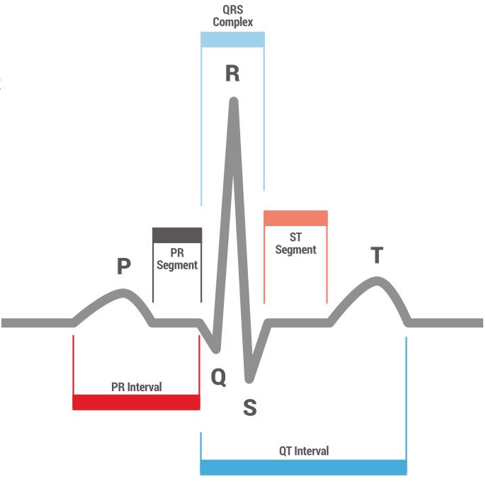 PALS : Normal Heart Anatomy and Physiology Guide