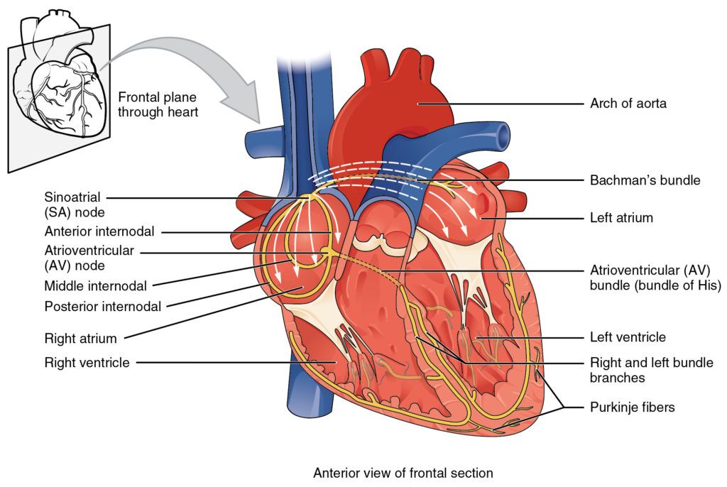 ACLS) Normal Heart Anatomy and Physiology