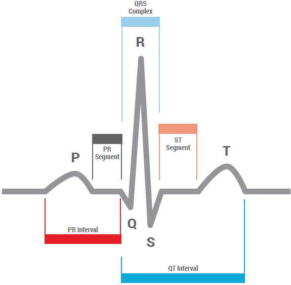 Normal Heart Anatomy and Physiology - NHCPS