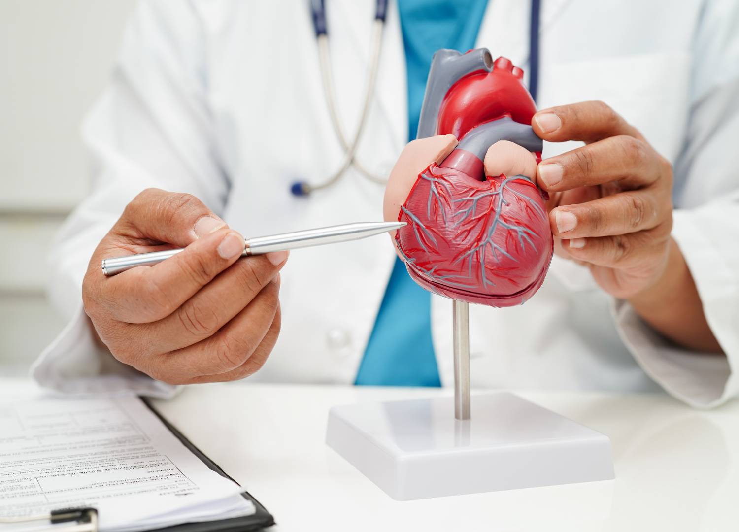 Doctor holding and pointing to a heart model, demonstrating heart anatomy. 