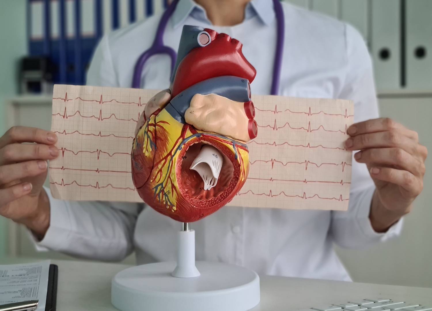 Medical professional holding an ECG printout and a heart model.